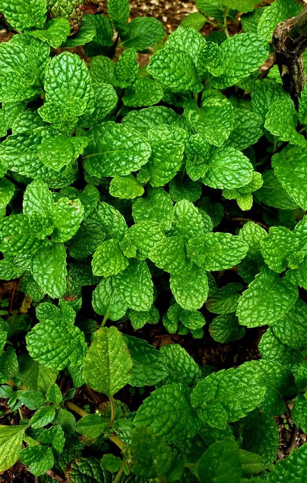 Mint Hookah Flavors